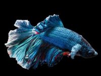 How long does betta fish sleep?