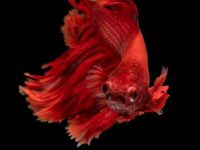 How often should you feed betta fish?