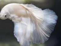 How to acclimate betta fish?