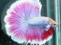 How to tell if betta fish are male or female?