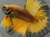 How to tell if your betta fish is dying?