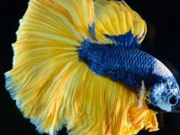 Ideal temperature betta fish