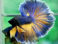 Lifespan for a betta fish