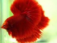 Natural betta fish habitat