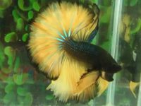 Proper temp for betta fish