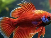 type of betta fish