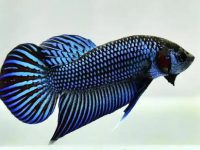 what fish can be with a betta?