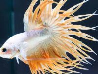 can a guppy live with a betta?