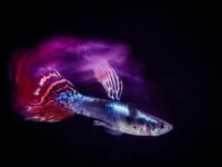 how many babies do guppies have?