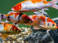 where do koi fish live?
