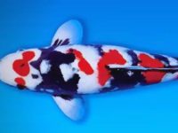 best food for koi fish