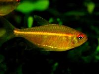 How big do neon tetras get?