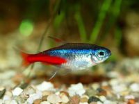 How long can neon tetras live?