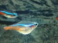 What do neon tetras eat?