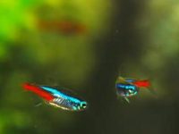 Neon tetra diet