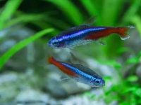 Neon tetra water temperature