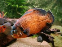 What do oscar fish eat？