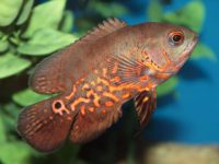 Caring for an oscar fish