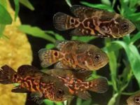 Oscar fish size tank