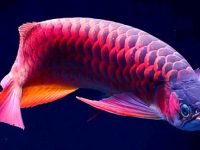 Aquarium size for arowana
