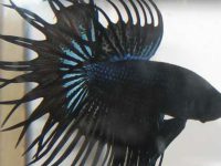 Can betta fish live with other fish?