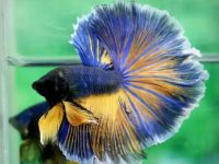 How long do betta fish live?