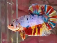 How to feed betta fish?