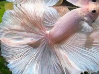 Betta fish eggs hatching