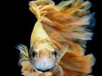 Female betta fish types