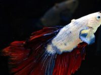 Can a male and female betta fish live together?