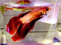Can bettas live with any other fish?
