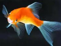 Can goldfish live with betta fish?