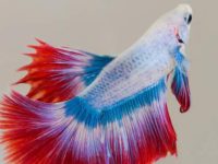 Caring for betta fish