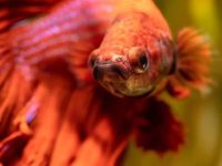 Does a betta fish need light?