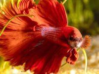 Does betta fish eat shrimp?