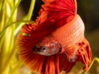Fin rot treatment betta fish