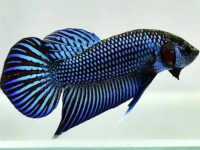 Fish that can go with betta