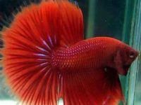 How big can a betta fish get?