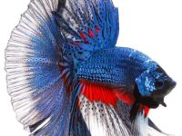 How do I breed betta fish?