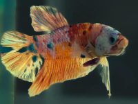 How do you change betta fish water?