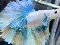 How long does a betta fish live without food?