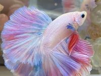 How long does a betta fish sleep?