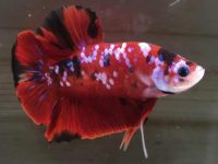 How to change betta fish water?