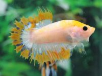 How to tell the gender of betta fish?