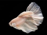 Live aquarium plants for betta fish