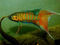 Live food betta fish