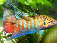 Plant betta fish tank