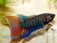 Right temperature for betta fish