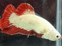 Types of wild betta fish