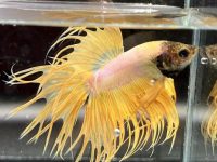 What can you put with betta fish?